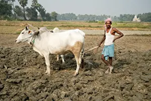 Ploughing Prints: Bihar. India. Mastichak village. Man ploughing with two oxen after the rice harvest