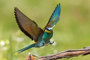 Vliegend Prints: Bijeneter landend op tak, European Bee-eater landing on a branch