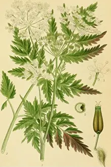 Booksubjectplants Prints: Billeder af nordens flora. SKVALDERKAAL