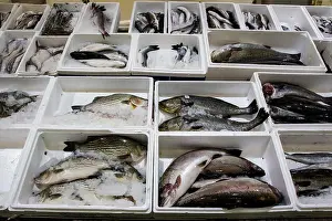 Shark Prints: Billingsgate Fish Market