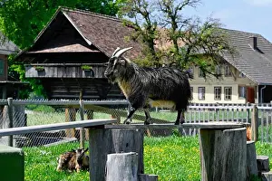 Goat Prints: Billy goat and farm, Affoltern iE, Switzerland