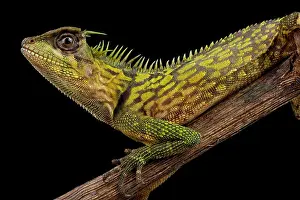 Agama Prints: Bintang Horned Tree Lizard, Acanthosaura bintangensis