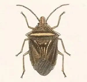 Stink Prints: Biologia Centrali Americana Euschistus lineatus