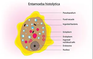 Microorganism Prints: Biological anatomy of Entamoeba histolytica