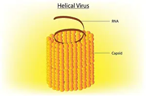 Microorganism Prints: Biological anatomy of helical virus