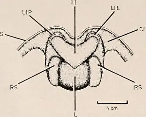 The Biological bulletin. Biology; Zoology; Biology; Marine Biology