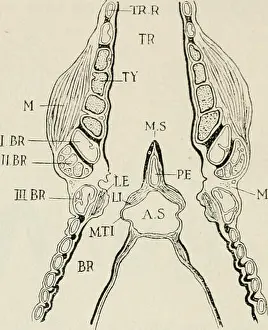 Booksubjectbirds Prints: The biology of birds. Birds. 126 THE BIOLOGY OF BIRDS membranes function as vocal cords