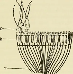 Bookcollectionbiodiversity Prints: The biology of cilia and flagella