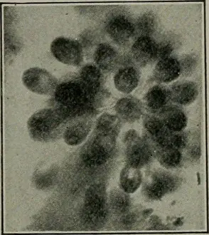 Booksubjectbiology Prints: Biology. e detected(Fig. 22). Allied Forms