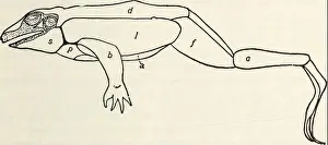 Bookdecade1920 Prints: The biology of the frog. Frogs