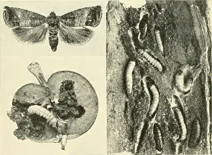 Booksubjectbiology Prints: Biology and man. Biology; Human beings