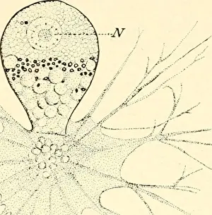 Bookdecade1920 Prints: The biology of the Protozoa. Protozoa; Protozoa