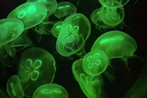 Aquatic Animals Prints: Bioluminescent green jellyfish floating gracefully in the dark. High quality photo