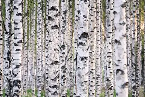 Many birch trees in the forest in the daytime