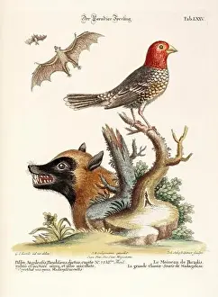 A bird, a bat and a fox of Madagascar-Antique plate of the dutch book: Collection of foreign and rare birds