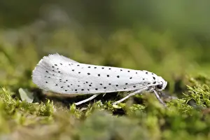Bird-cherry Ermine Yponomeuta evonymella