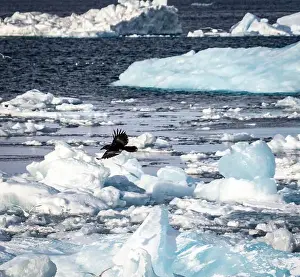 Nuuk Prints: A bird in flight over a frozen landscape with icebergs and icy waters