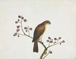 Natural History Collection: Bird illustration