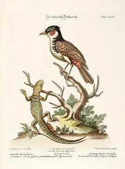 Nest Egg Prints: Bird illustration-A Bird and a Lizard-Antique plate of the dutch book: Collection of foreign and rare birds