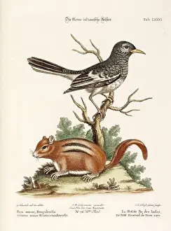 Nest Egg Prints: Bird illustration-A bird and a Squirrel-Antique plate of the dutch book: Collection of foreign and rare birds