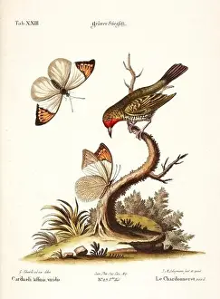 Nest Egg Prints: Bird illustration-A Goldfinch and Butterflies-Antique plate of the dutch book: Collection of foreign and rare birds