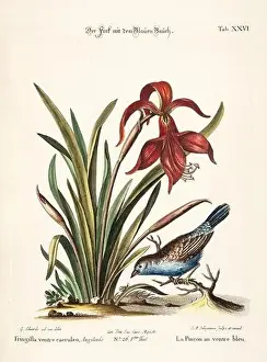 Nest Egg Prints: Bird illustration-Antique plate of the dutch book: Collection of foreign and rare birds