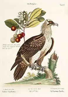 Bird illustration - The bearded Vulture - Antique plate of the dutch book: Collection of foreign and rare birds