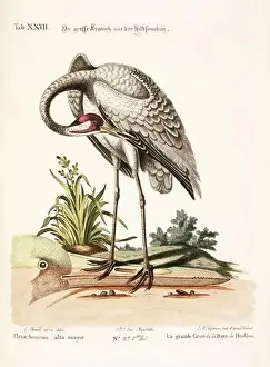 Nest Egg Prints: Bird illustration - The Big Crane - Antique plate of the dutch book: Collection of foreign and rare birds