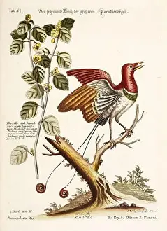 Nest Egg Prints: Bird illustration - Bird of Paradise - Antique plate of the dutch book: Collection of foreign and rare birds