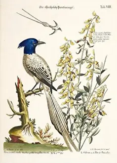 Nest Egg Prints: Bird illustration - Bird of Paradise - Antique plate of the dutch book: Collection of foreign and rare birds