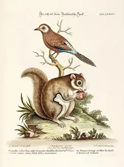 Nest Egg Prints: Bird illustration - A Bird and a Squirrel -Antique plate of the dutch book: Collection of foreign and rare birds