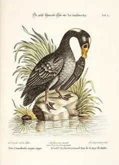Nest Egg Prints: Bird illustration-Black Goose-Antique plate of the dutch book: Collection of foreign and rare birds