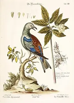 Bird illustration - The Blue Crow - Antique plate of the dutch book: Collection of foreign and rare birds