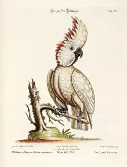 Nest Egg Prints: Bird illustration - Cockatoo - Antique plate of the dutch book: Collection of foreign and rare birds