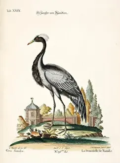 Nest Egg Prints: Bird illustration - The Crane - Antique plate of the dutch book: Collection of foreign and rare birds
