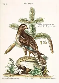 Bird illustration - The Falcon - Antique plate of the dutch book: Collection of foreign and rare birds