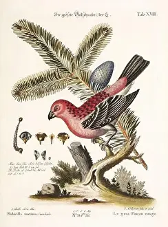 Bird illustration - Great Rosefinch -Antique plate of the dutch book: Collection of foreign and rare birds