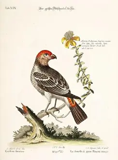 Nest Egg Prints: Bird illustration - Great Rosefinch -Antique plate of the dutch book: Collection of foreign and rare birds