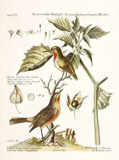 Nest Egg Prints: Bird illustration - The green Sparrow-Antique plate of the dutch book: Collection of foreign and rare birds
