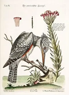 Bird illustration - The Kingfisher - Antique plate of the dutch book: Collection of foreign and rare birds