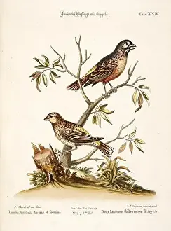 Nest Egg Prints: Bird illustration - The Linnet Bird - Antique plate of the dutch book: Collection of foreign and rare birds