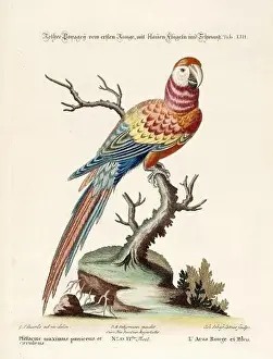 Nest Egg Prints: Bird illustration - Parrot - Antique plate of the dutch book: Collection of foreign and rare birds