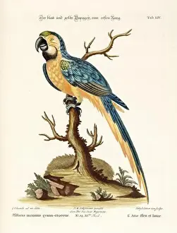 Nest Egg Prints: Bird illustration - Parrot - Antique plate of the dutch book: Collection of foreign and rare birds
