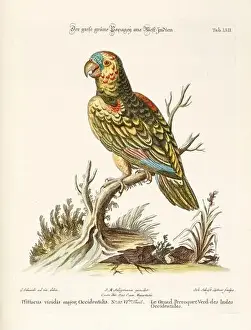 Nest Egg Prints: Bird illustration - Parrot - Antique plate of the dutch book: Collection of foreign and rare birds