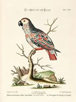 Bird illustration - Parrot - Antique plate of the dutch book: Collection of foreign and rare birds
