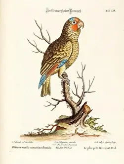 Nest Egg Prints: Bird illustration - Parrot - Antique plate of the dutch book: Collection of foreign and rare birds