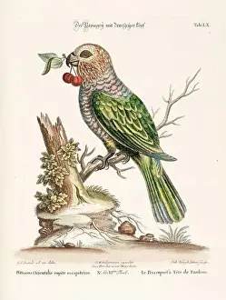 Nest Egg Prints: Bird illustration - Parrot - Antique plate of the dutch book: Collection of foreign and rare birds