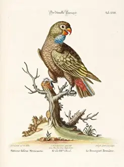 Bird illustration - Parrot - Antique plate of the dutch book: Collection of foreign and rare birds