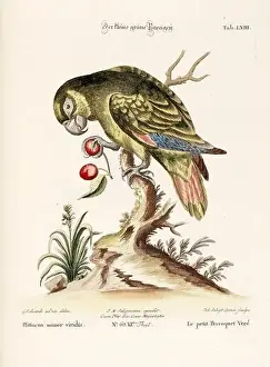 Bird illustration - Parrot - Antique plate of the dutch book: Collection of foreign and rare birds