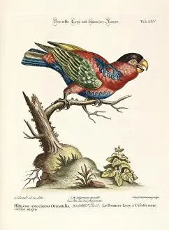 Vintage Birds Prints: Bird illustration - Parrot - Antique plate of the dutch book: Collection of foreign and rare birds